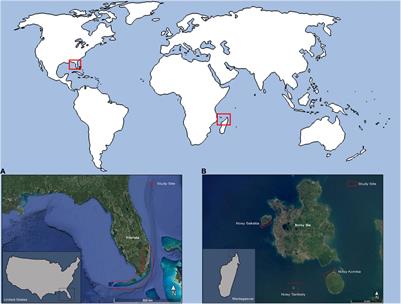 Evidence for Host Selectivity and Specialization by Epizoic Chelonibia Barnacles Between Hawksbill and Green Sea Turtles